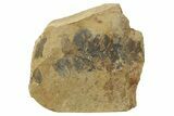 Fern (Pecopteris) Fossil - Mazon Creek #262571-1